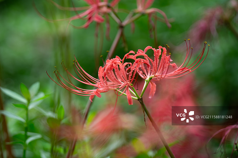 成都青龙湖湿地公园内彼岸花悄然绽放 成秋日浪漫新景 又称曼珠沙华 石蒜 老鸦蒜 龙爪花 两生花图片素材