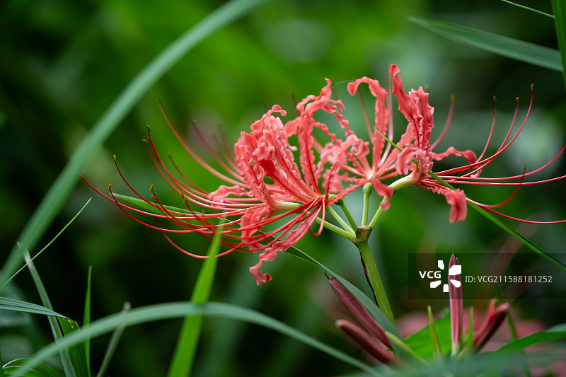 成都青龙湖湿地公园内彼岸花悄然绽放 成秋日浪漫新景 又称曼珠沙华 石蒜 老鸦蒜 龙爪花 两生花图片素材