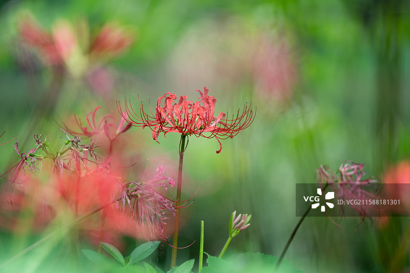 成都青龙湖湿地公园内彼岸花悄然绽放 成秋日浪漫新景 又称曼珠沙华 石蒜 老鸦蒜 龙爪花 两生花图片素材