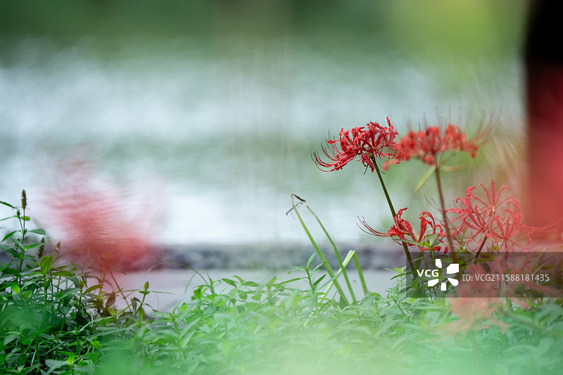 成都青龙湖湿地公园内彼岸花悄然绽放 成秋日浪漫新景 又称曼珠沙华 石蒜 老鸦蒜 龙爪花 两生花图片素材