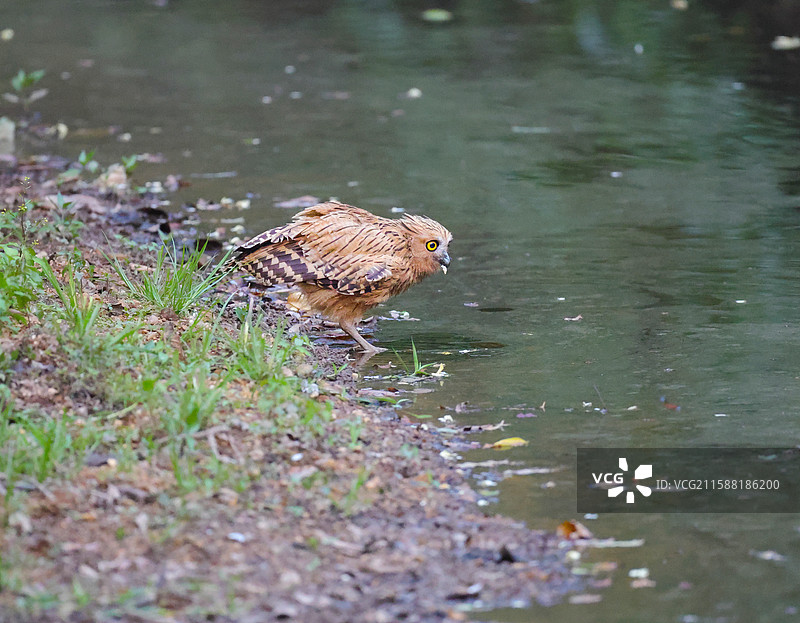 马来渔鸮图片素材
