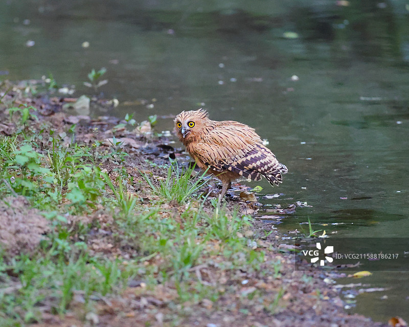 马来渔鸮图片素材