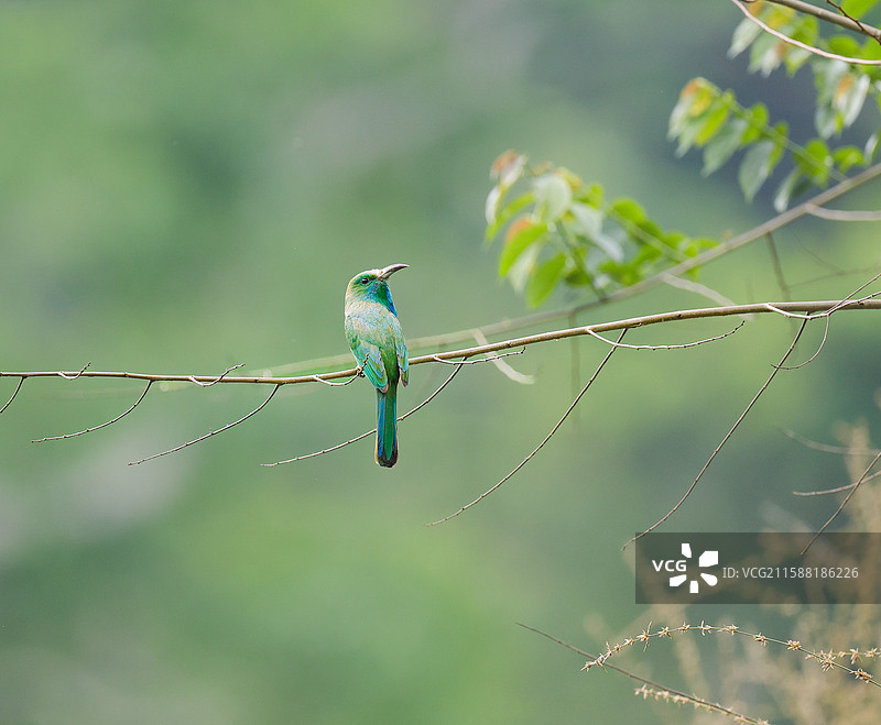 蓝须蜂虎图片素材