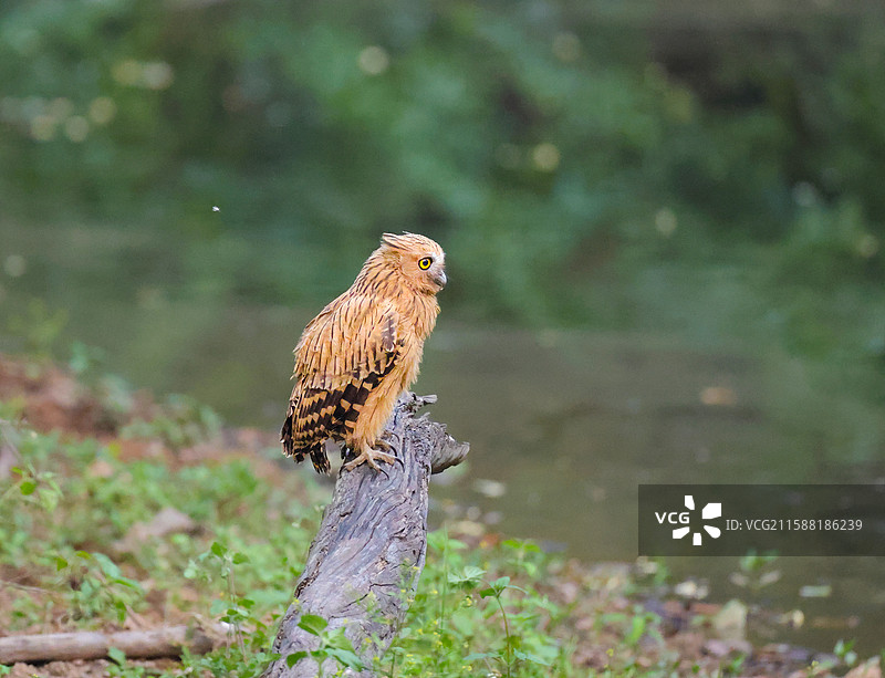 马来渔鸮图片素材