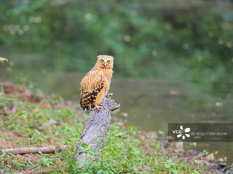 马来渔鸮图片素材