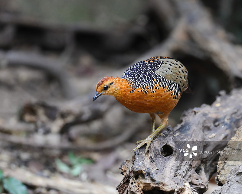 锈红林鹧鸪图片素材