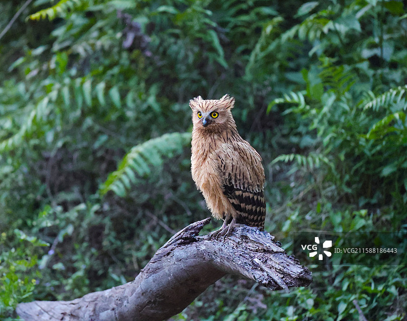 马来渔鸮图片素材