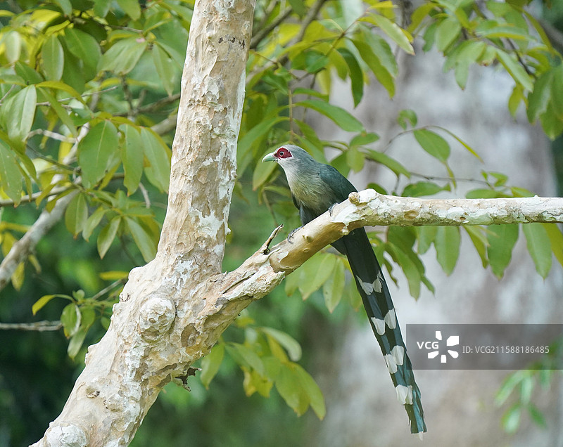 大绿嘴地鹃图片素材