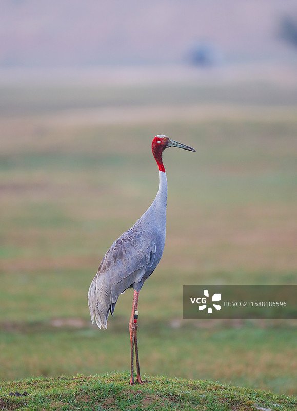 赤颈鹤图片素材