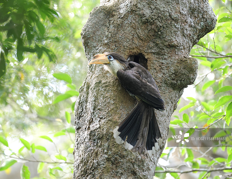 白喉犀鸟图片素材