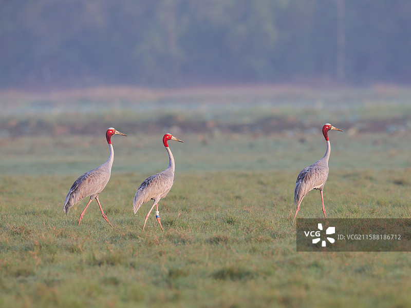 赤颈鹤图片素材