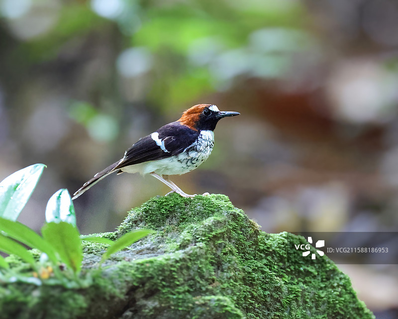栗枕燕尾图片素材