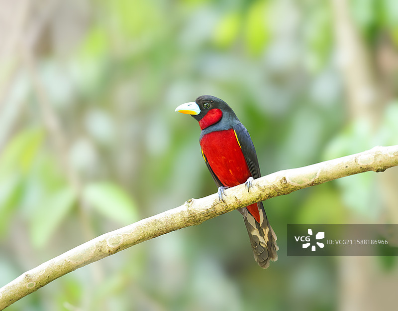 黑红阔嘴鸟图片素材