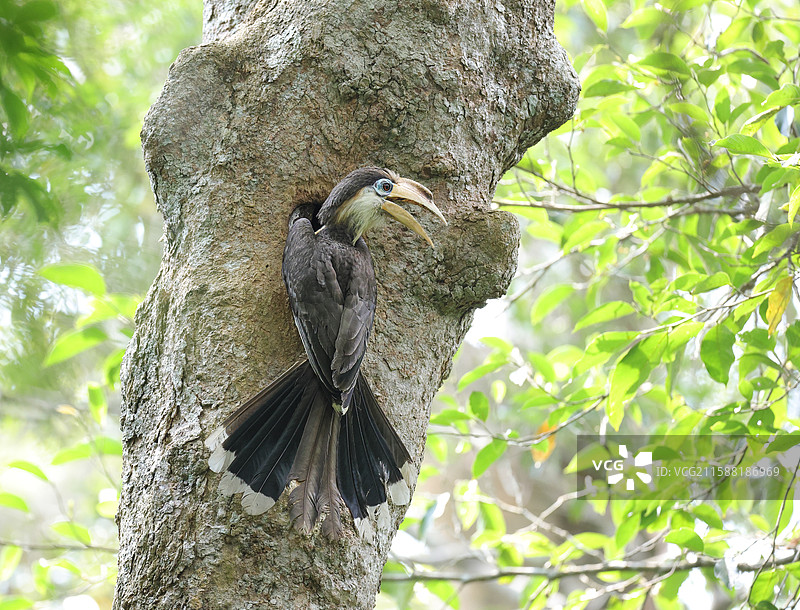 白喉犀鸟图片素材