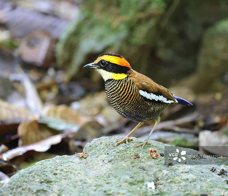 蓝尾八色鸫图片素材