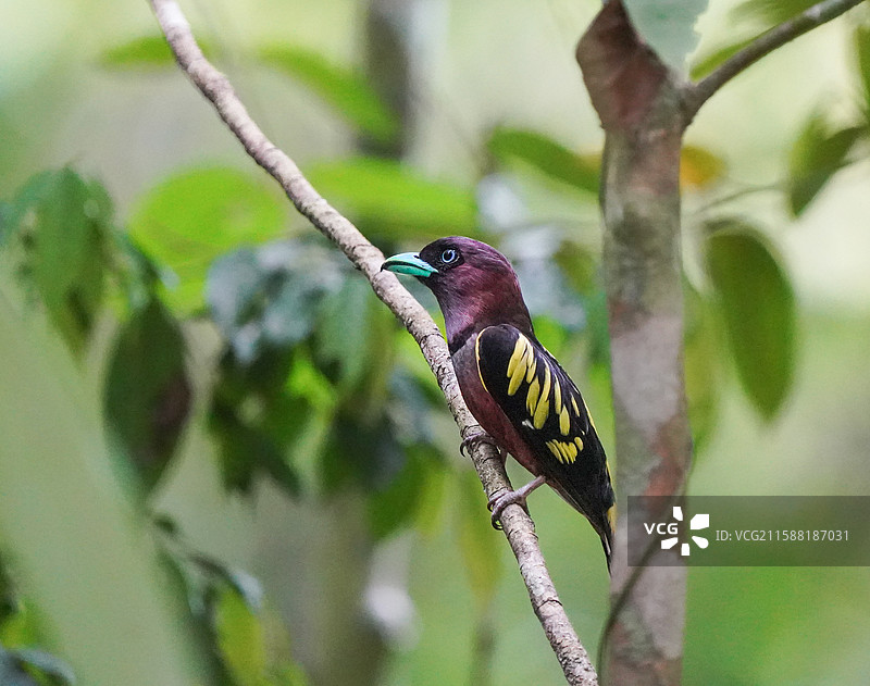 带斑阔嘴鸟图片素材