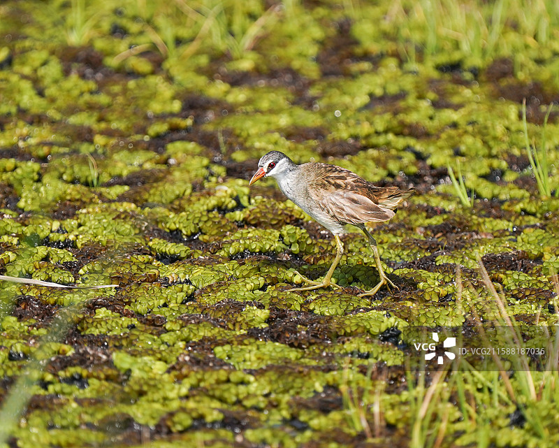 白眉田鸡图片素材