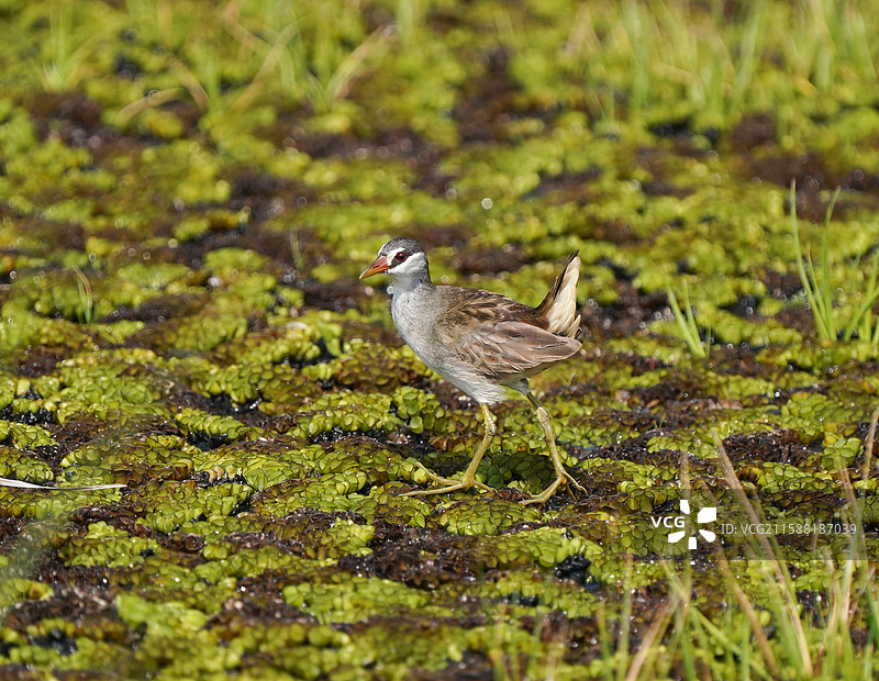 白眉田鸡图片素材