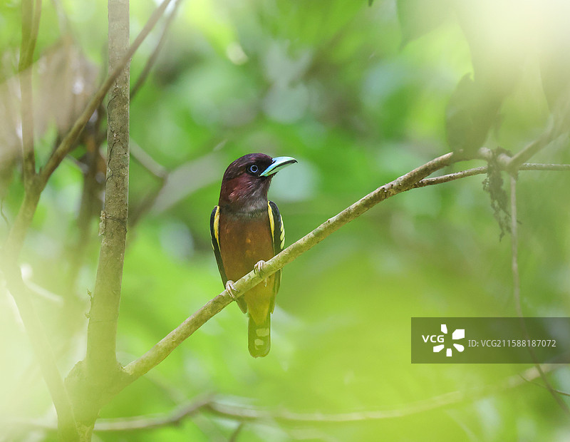 带斑阔嘴鸟图片素材