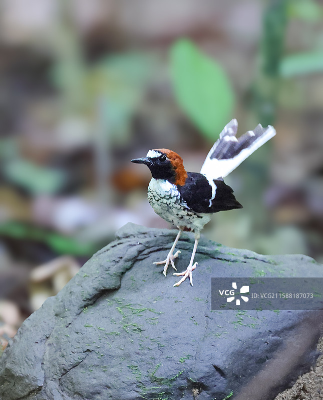 栗枕燕尾图片素材