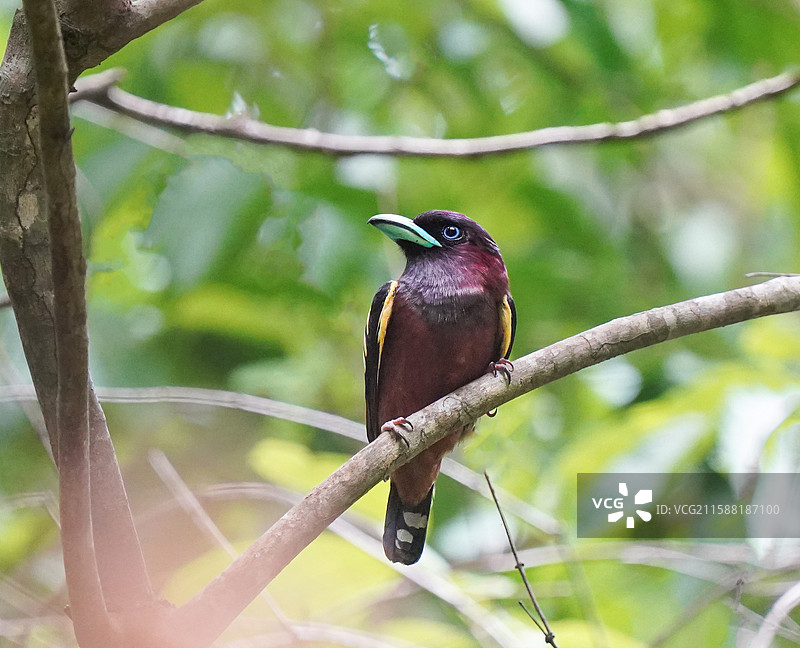 带斑阔嘴鸟图片素材