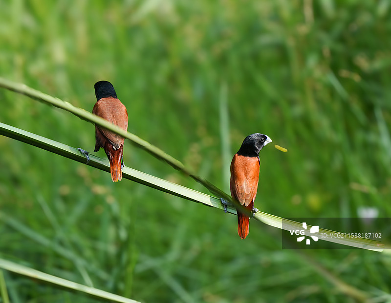 栗腹文鸟图片素材