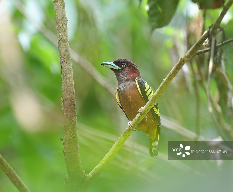 带斑阔嘴鸟图片素材