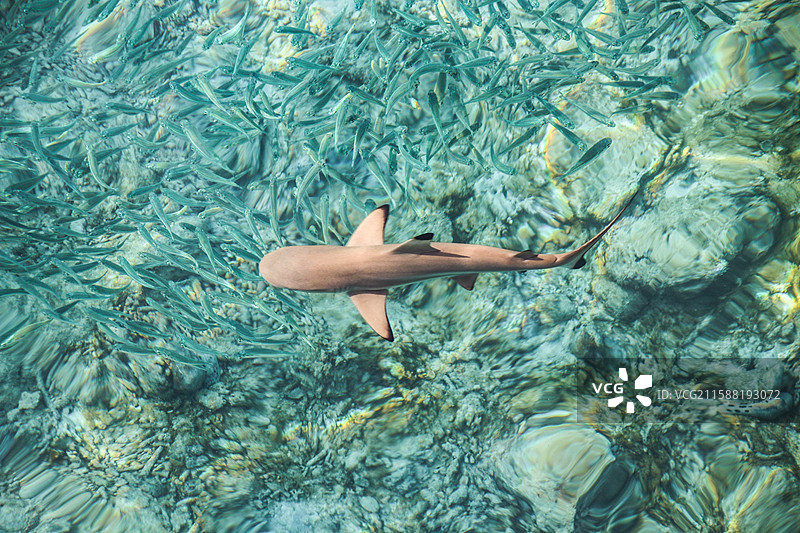 马来西亚浪中岛的小鲨鱼与沙丁鱼图片素材