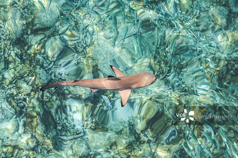 马来西亚浪中岛的小鲨鱼与沙丁鱼图片素材