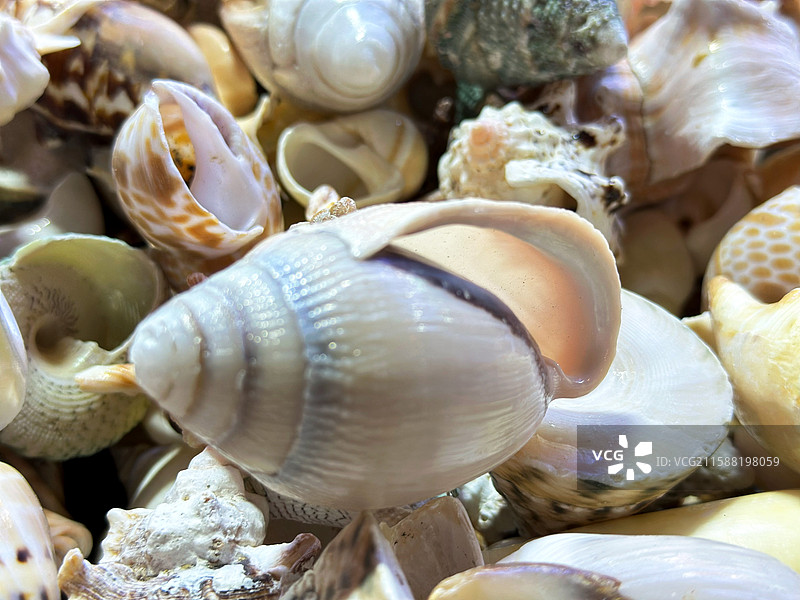 海南三亚集市地摊经济上货架摆放不同形状的特色小贝壳海螺的全帧拍摄选购零售装饰纪念品图片素材