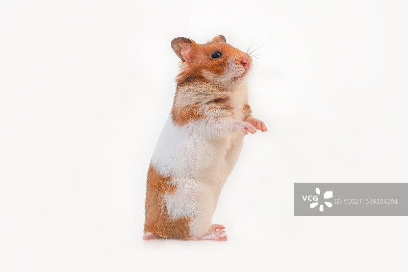 小宠异宠经济短毛虎纹金丝熊仓鼠侧面白色背景特写图片素材