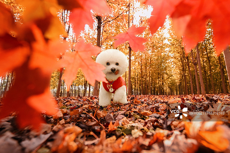 秋日里的比熊犬图片素材