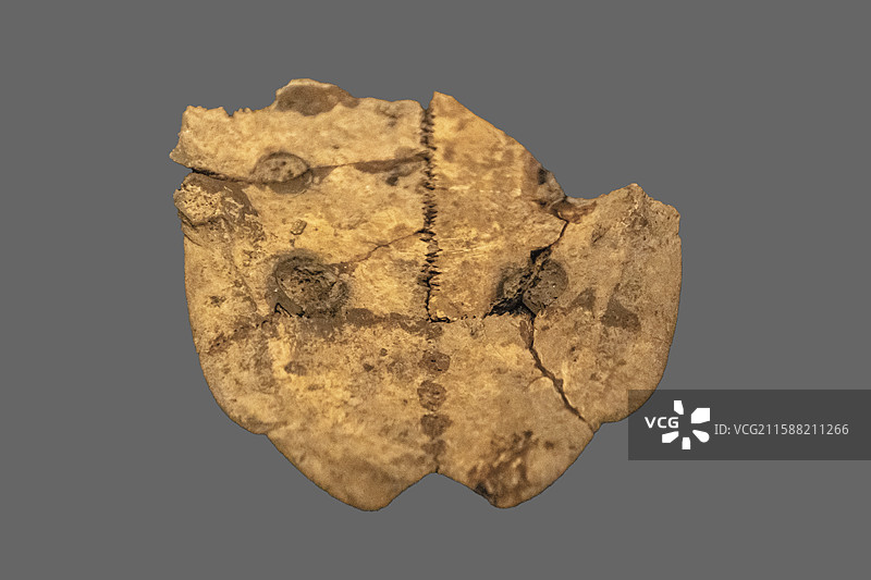 湖北省武汉博物馆“武汉古代历史陈列”：卜甲【西周（公元前1046—前771年），新洲区香炉山出土】图片素材