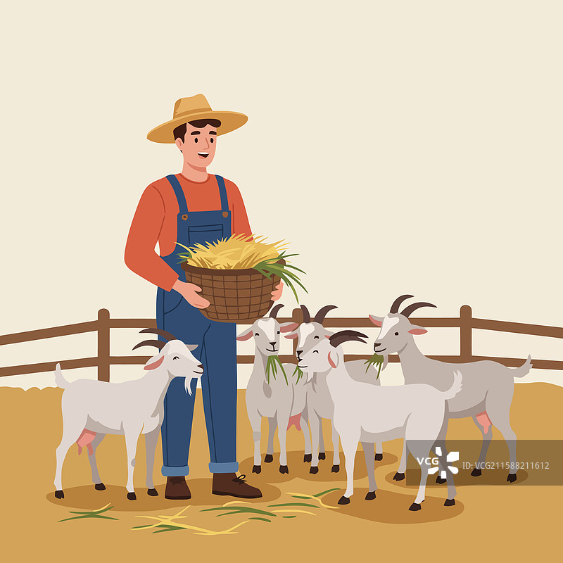 农民在围场里给山羊喂干草图片素材