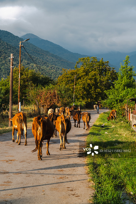 格鲁吉亚阿塞拜疆边境的牛群图片素材