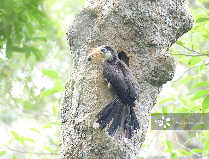 白喉犀鸟图片素材