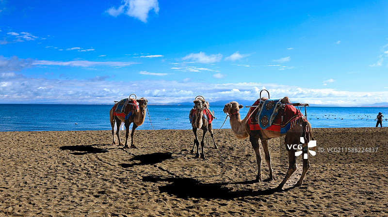 骑上骆驼来到青海湖边图片素材