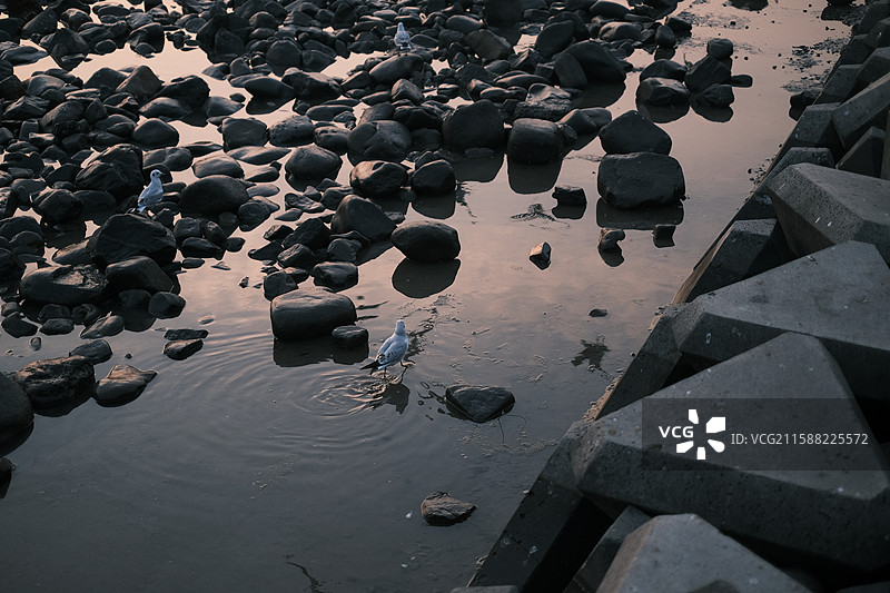 天津东疆亲海公园海鸥图片素材