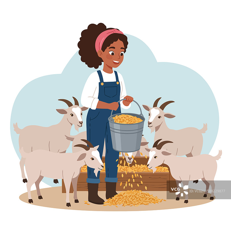女人在农场环境中用桶喂山羊图片素材