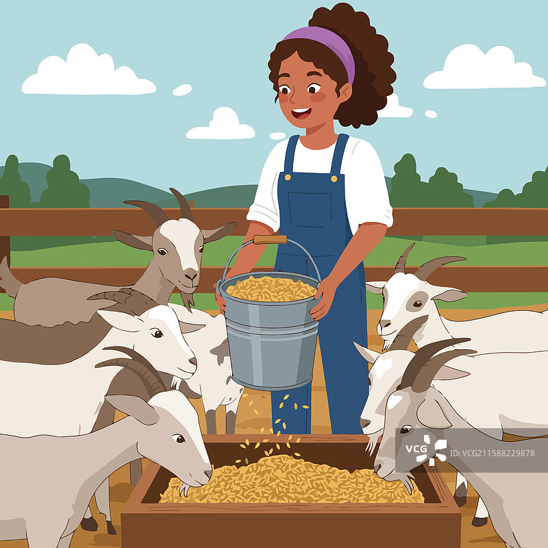 女人在农场用桶喂山羊图片素材