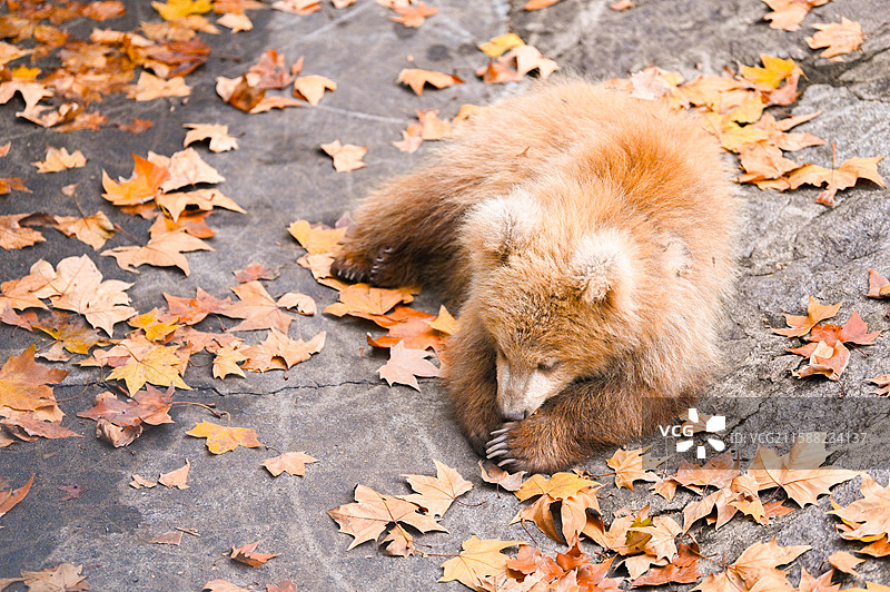 上海动物园的棕熊军军图片素材