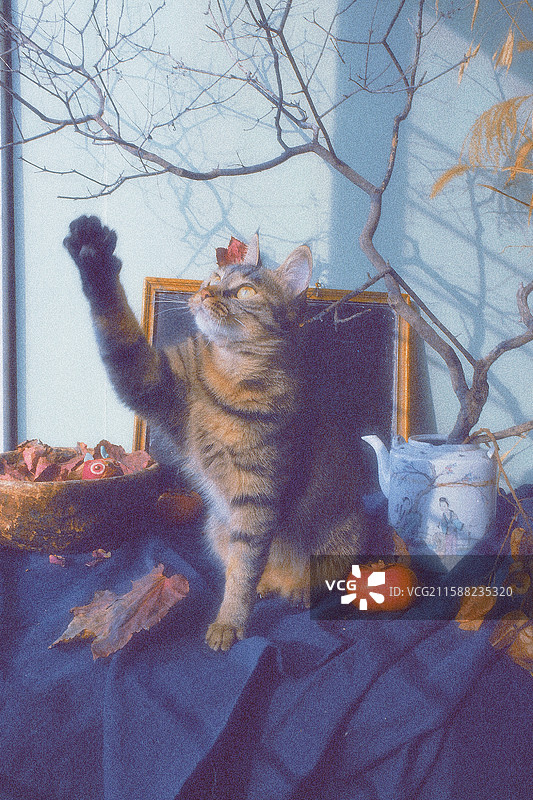 跟树枝玩耍的狸花猫。调皮可爱。胡须。宠物猫小黑板老茶壶蓝色老粗布图片素材