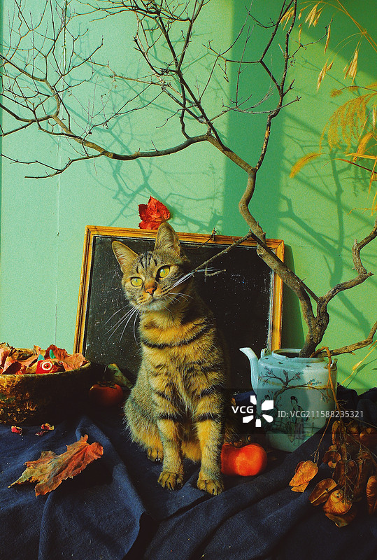 跟树枝玩耍的狸花猫。调皮可爱。胡须。宠物猫小黑板老茶壶蓝色老粗布图片素材