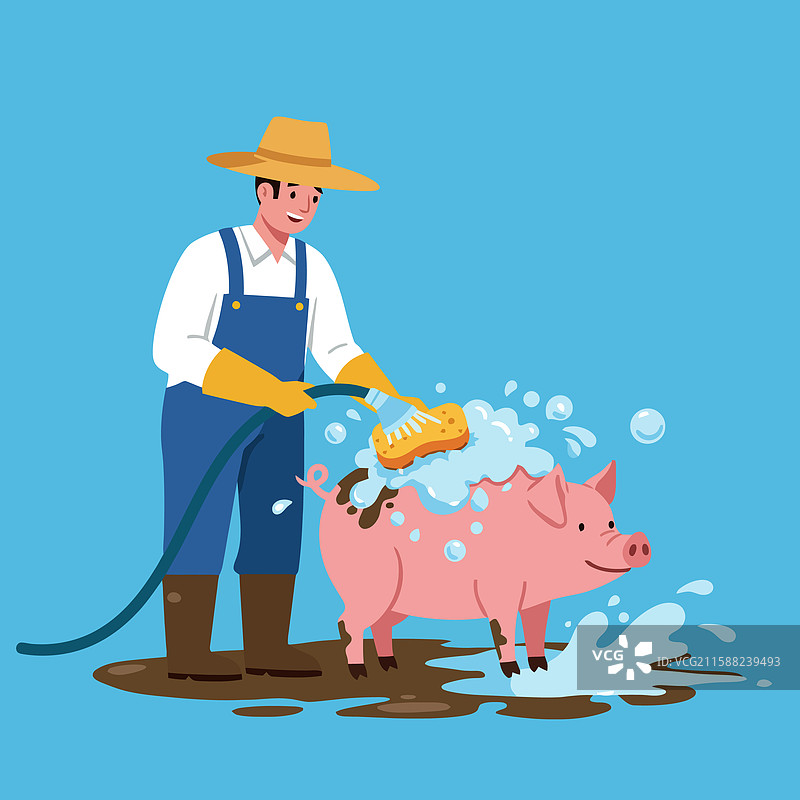 农民在户外用肥皂和水给猪洗澡图片素材