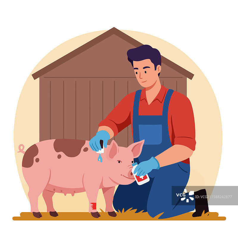 农民在谷仓附近小心地为猪处理伤口图片素材