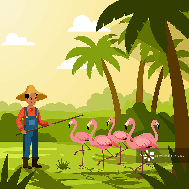 农民引导一群火烈鸟穿过图片素材