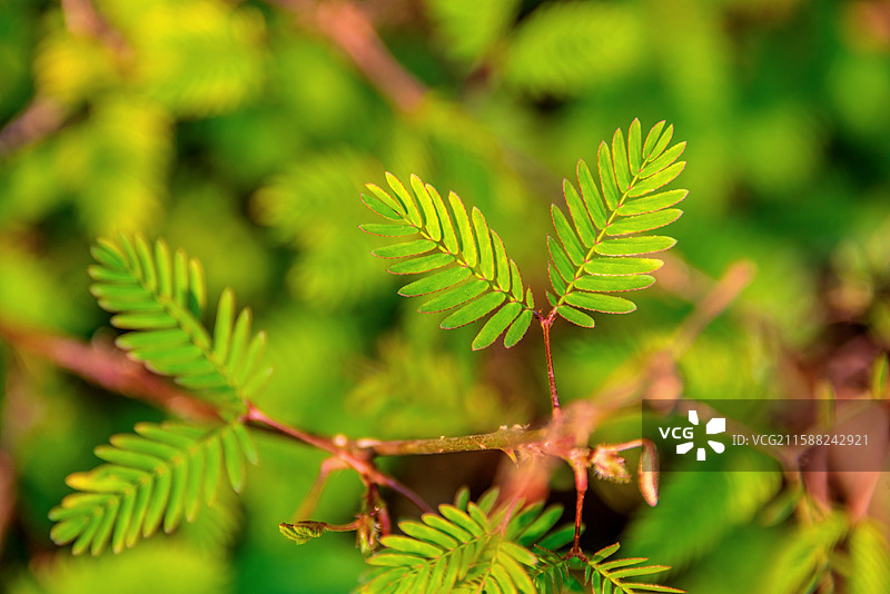 豆科含羞草属植物——含羞草图片素材