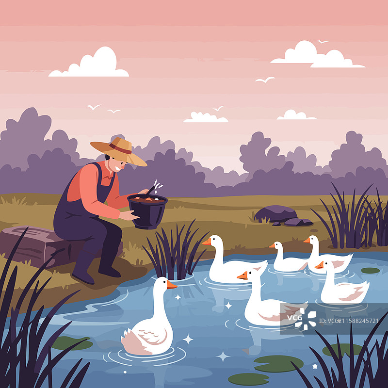农民在池塘边喂鹅，场景宁静。图片素材