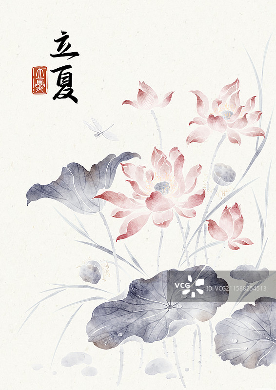 国画二十四节气立夏荷花图片素材