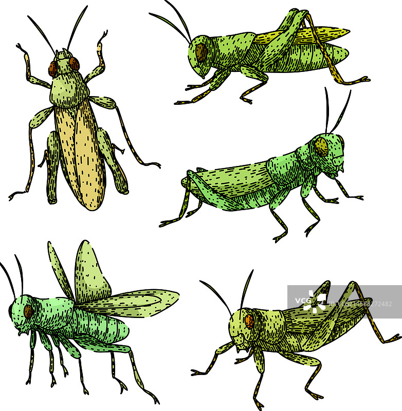 手绘的蚂蚱素描图片素材